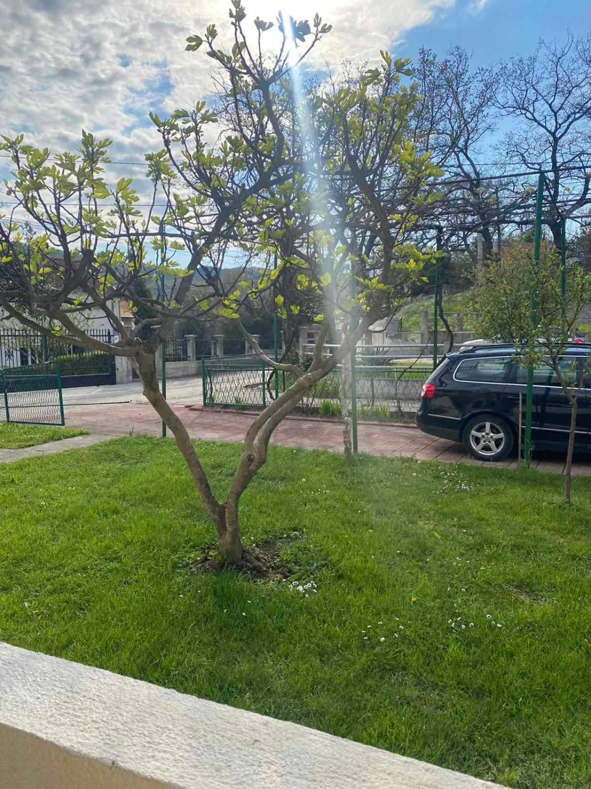 Apartmani Zelenika Herceg Novi Cameră foto